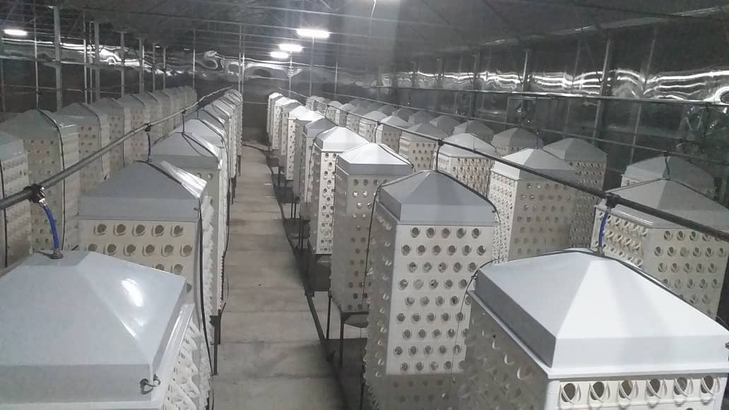 کاهش بسیار محسوس آفات به دلیل حذف خاک کاهش بسیار محسوس آفات به دلیل حذف خاک